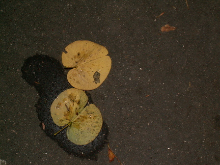 20061022 041523